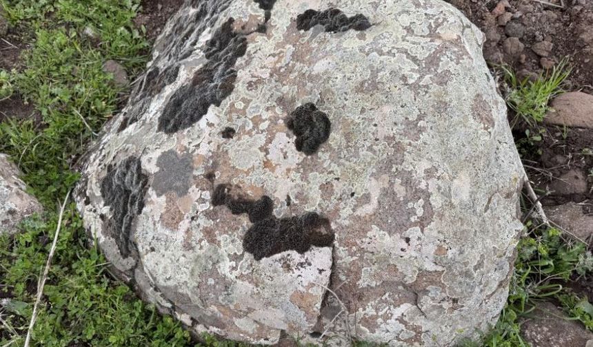 Diyarbakır'da taşların üzerindeki yosunlar kına gibi kullanılıyor