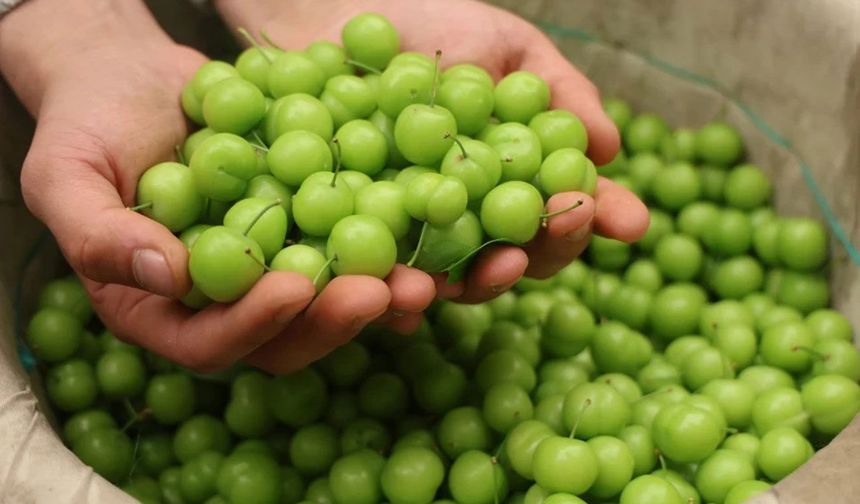 Baharın simgesi lüks oldu: Cep yakıyor!