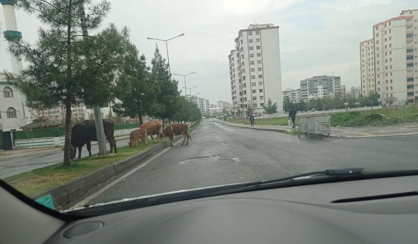 Diyarbakır'da trafik güvenliği tehlikede: İneklere çözüm bulunamıyor!