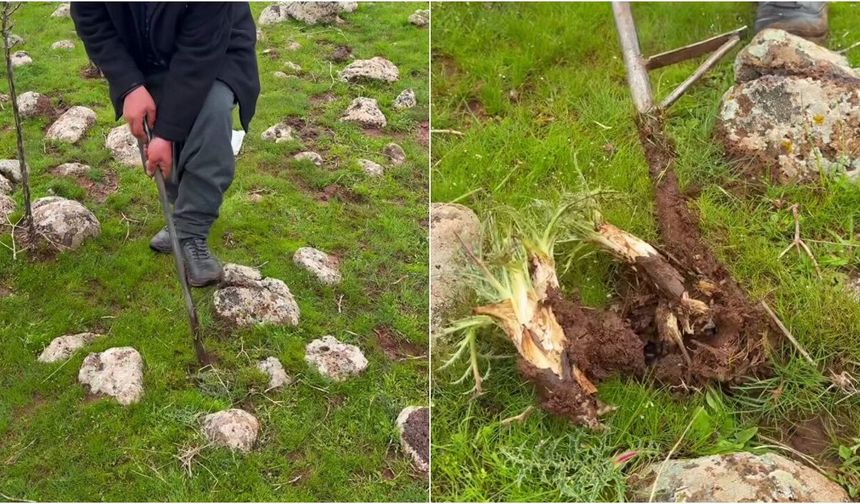 Karacadağ dağlarından sofralara: Kereng