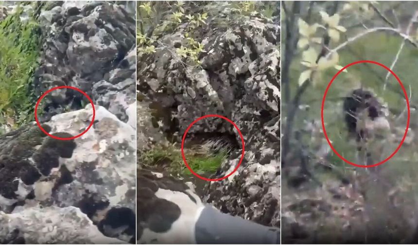 Diyarbakır'da "canavar" sanıldı, gerçeği görenler hayrete düştü