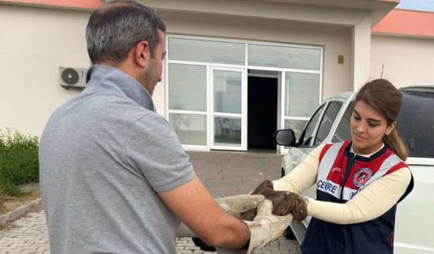 Diyarbakır'da yaralı bulunan şahin tedavi altına alındı