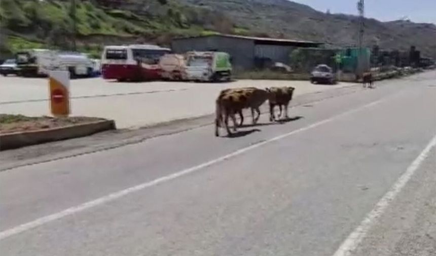 Batman'da yola çıkan hayvanlar sürücülere zor anlar yaşatıyor