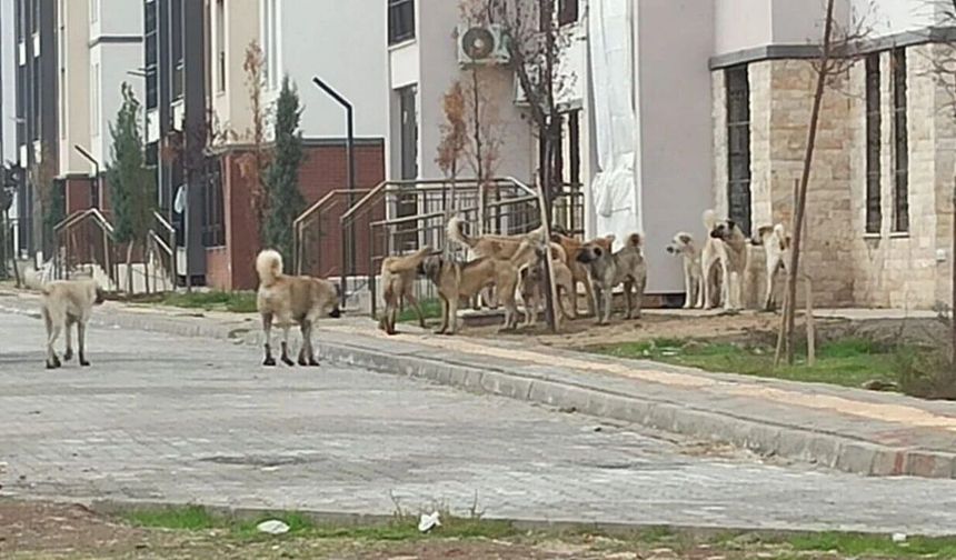 Bakanlık rakam verdi: İşte sokaklardaki köpek sayısı