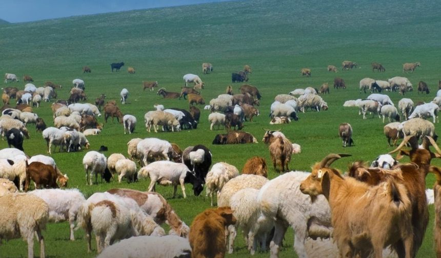 Küçükbaş hayvancılığa 100 baş destek: Başvurular başladı