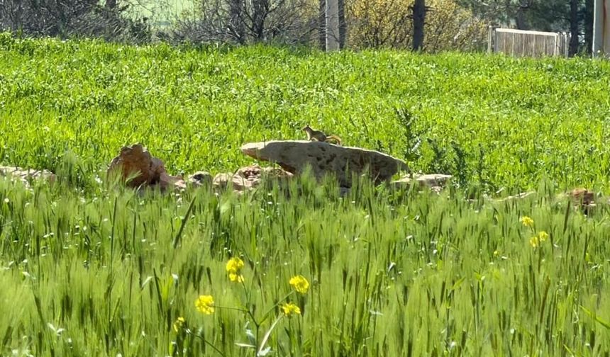 Nesli tehlike altında olan kızıl sincap Diyarbakır'da görüntülendi