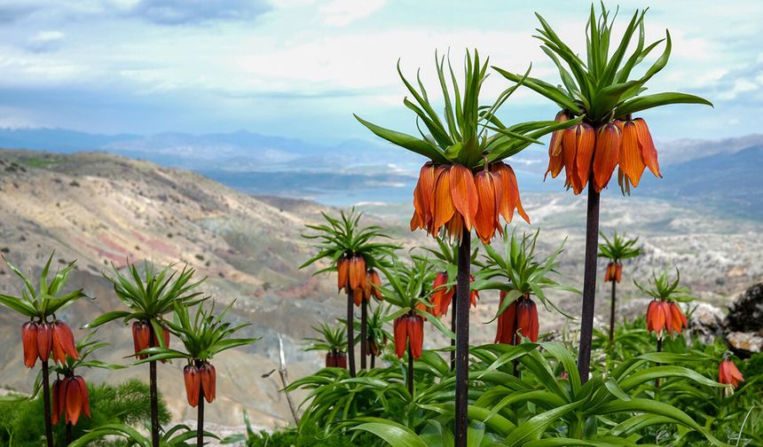 Ergani'de açan ters laleler görsel şölen sunuyor