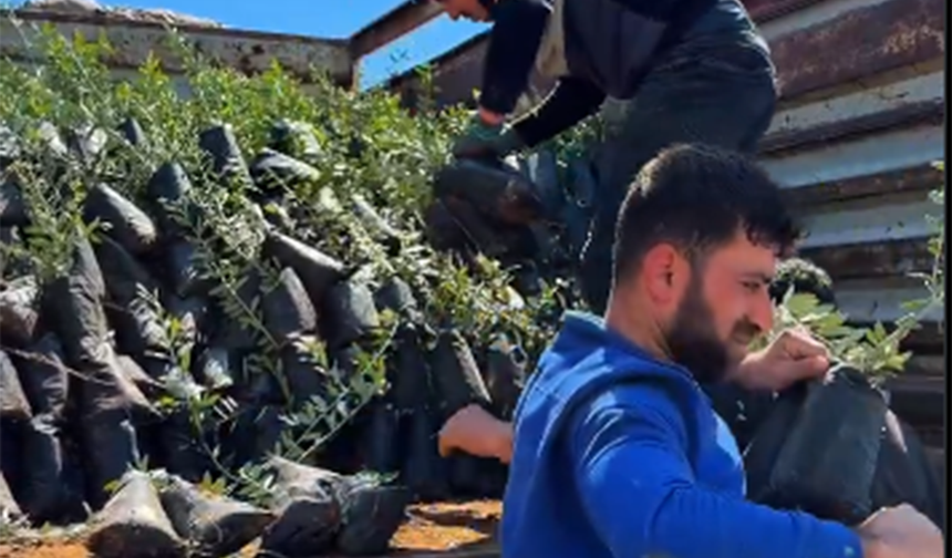 Üreticilere 4 bin zeytin fidanı dağıtıldı