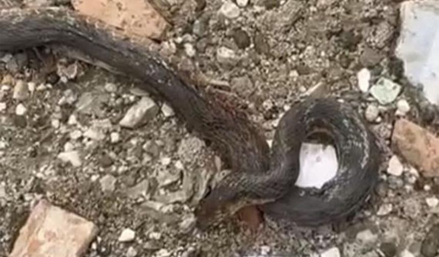 Diyarbakır'da yılanlar kış uykusundan uyandı