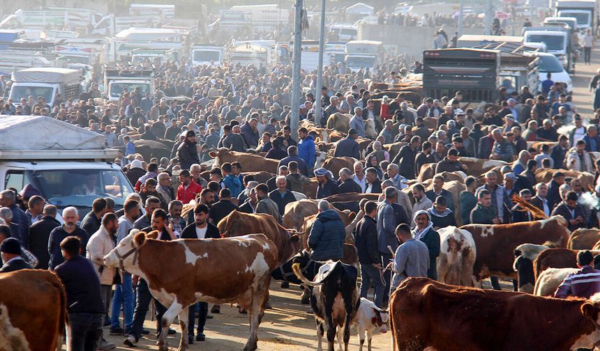 Diyarbakır Canlı Hayvan Borsası'nda Bayram Hareketliliği