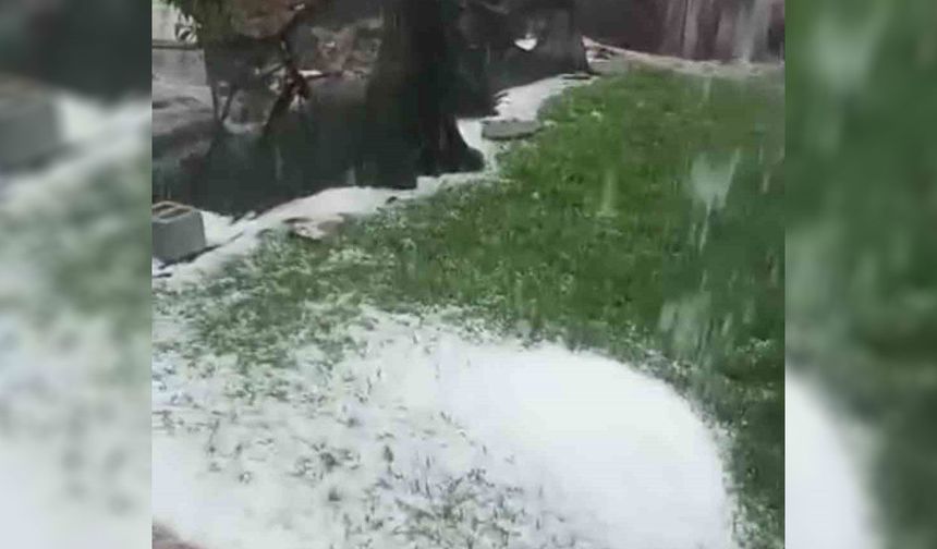 Diyarbakır'da etkili olan sağanak ekinlere zarar verdi