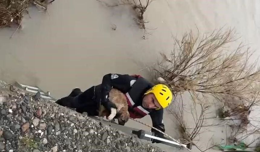 Batman Çayı'nda adacıkta mahsur kalan köpek kurtarıldı