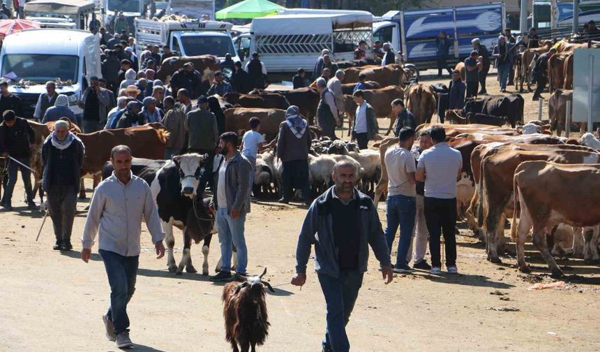 Diyarbakır Canlı Hayvan Borsasında kurbanlık hareketliliği
