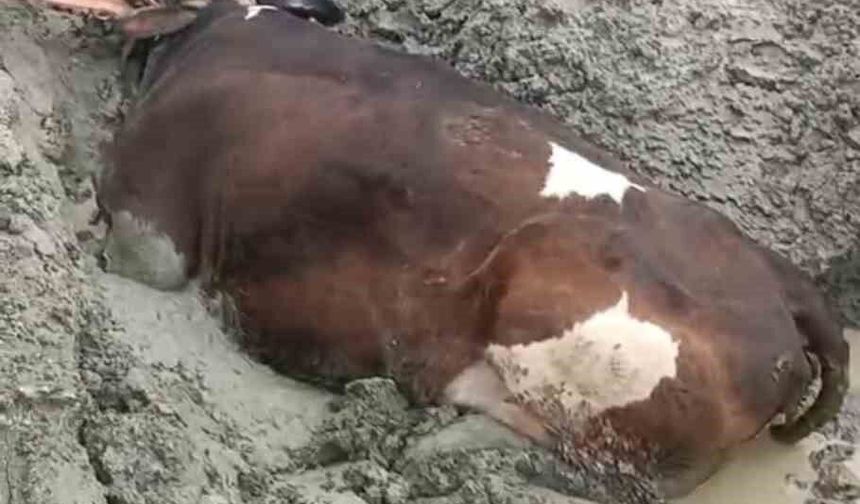 Diyarbakır'da bataklıkta mahsur kalan inek kurtarıldı