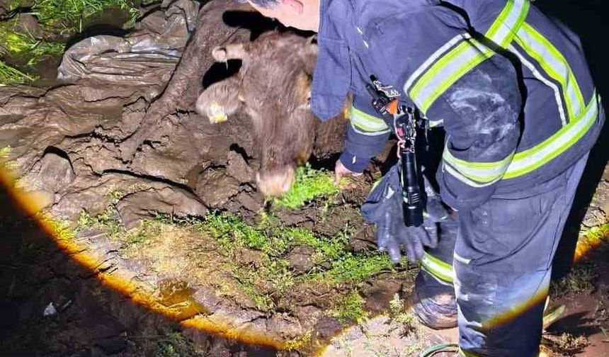 Diyarbakır'da çamura saplanan ineğin imdadına itfaiye ekipleri yetişti