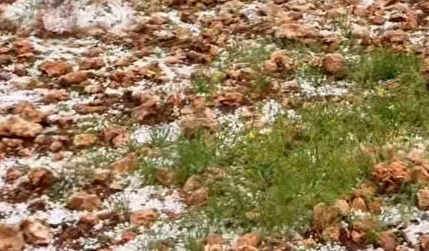 Dolu yağışı Antep fıstığı bahçelerine zarar verdi