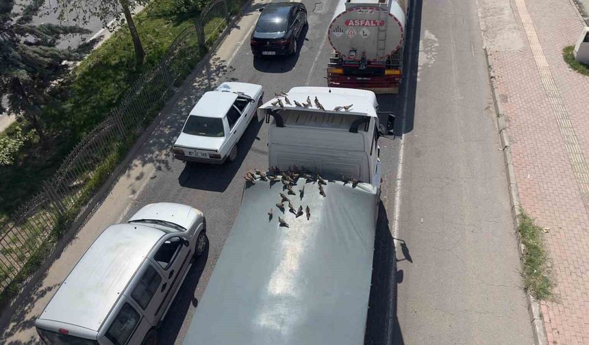 Kırmızı ışıkla birlikte kumruların ziyafeti başlıyor