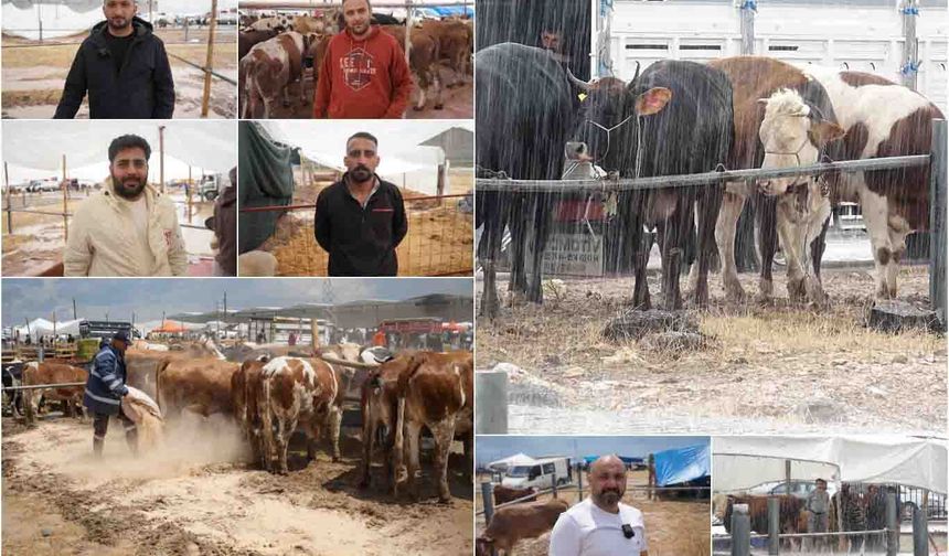 Besicilerin kurban pazarındaki zorlu mesaisi