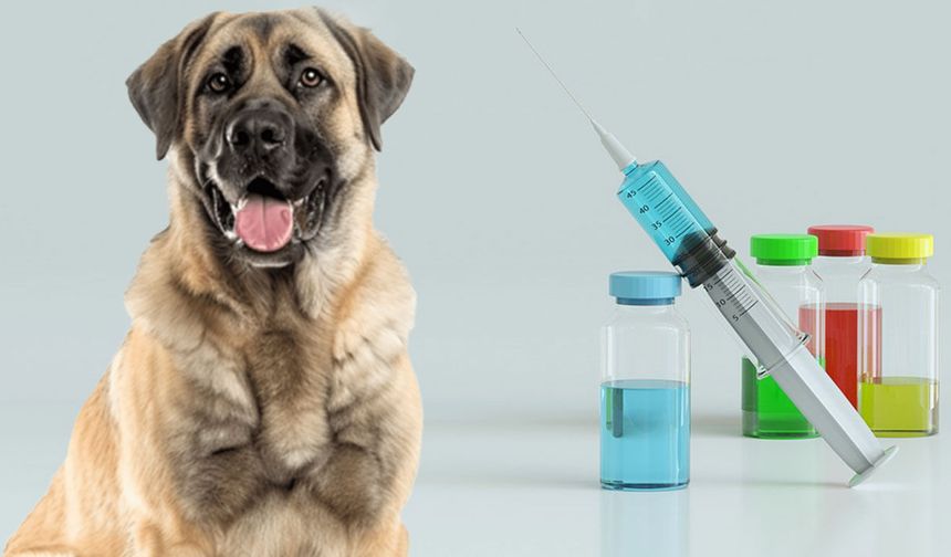 Diyarbakır'da bir çocuğa saldıran köpekte kuduz çıktı