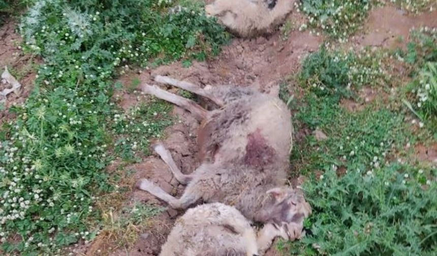 Diyarbakır'da başıboş köpekler ağıla girdi: 4 hayvan telef oldu