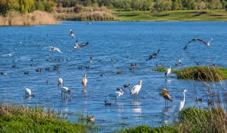 Diyarbakır'da ekosistem ve biyolojik çeşitlilik: Bu gölet 150 kuş türüne ev sahipliği yapıyor