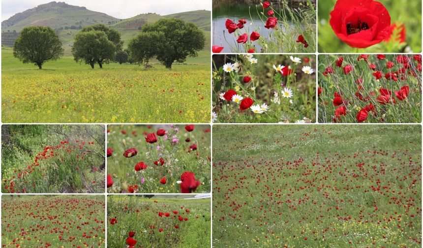 Diyarbakır'da gelincikler açtı kırsal alanlar renklendi
