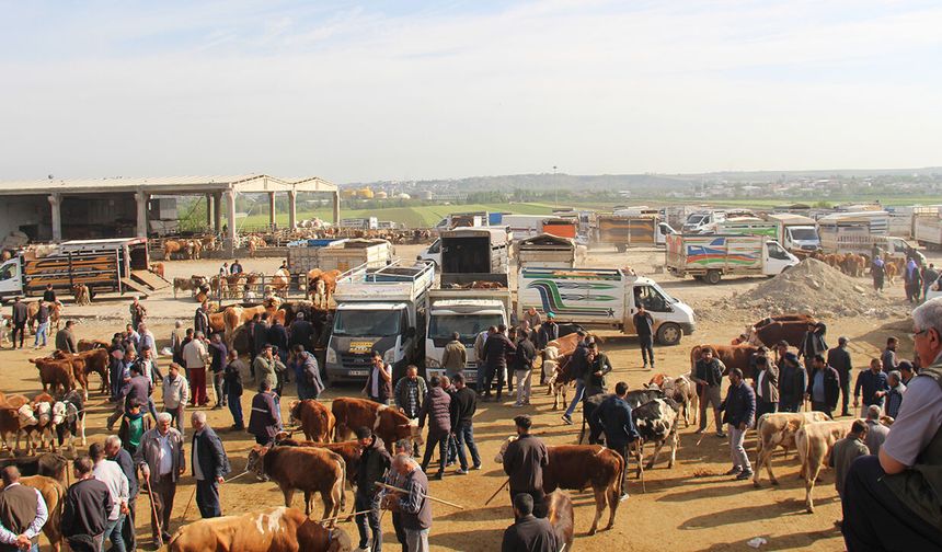 Diyarbakır’da Kurban Bayramı için kurban satış ve kesim alanları netleşti