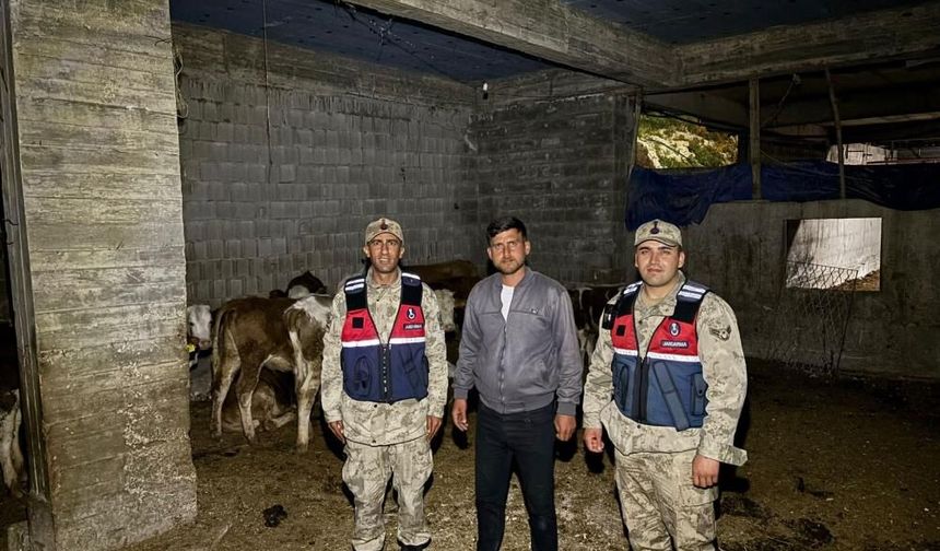 Kilis’te kaybolan büyükbaş hayvanlar jandarma tarafından bulundu