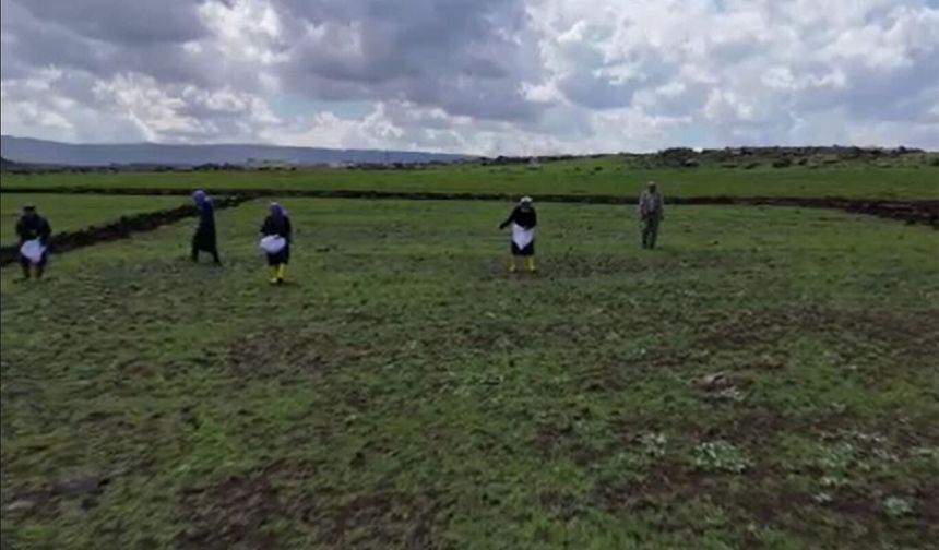 Tescilli Karacadağ pirincinin ekimine başlandı