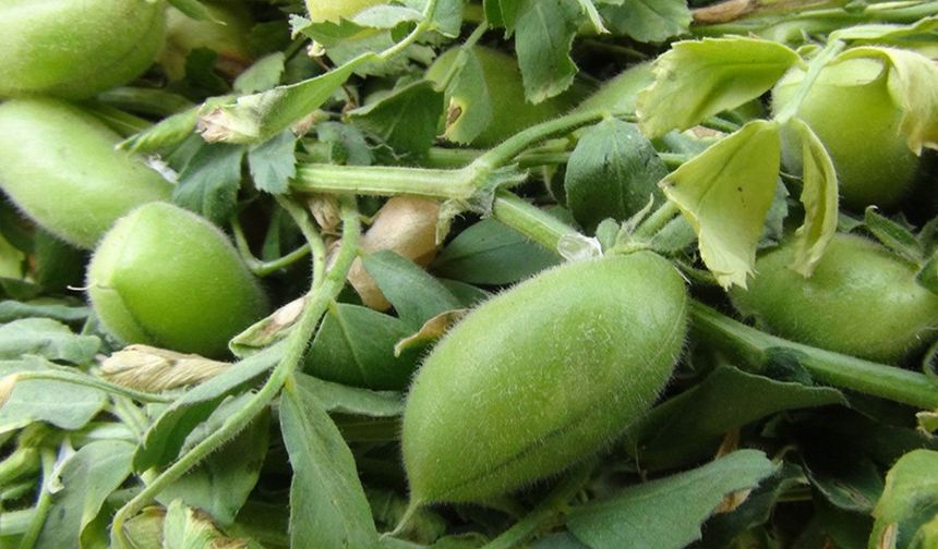 Diyarbakır'da yeşil nohut sezonu başladı