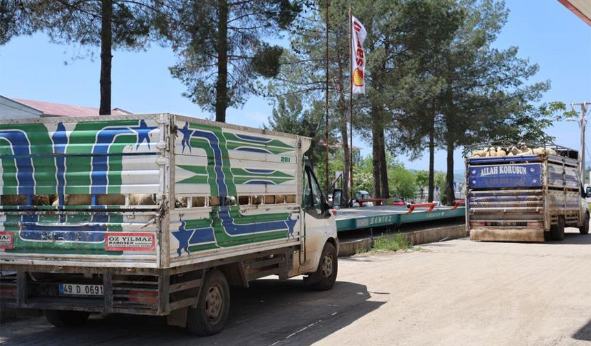 Diyarbakır'dan şehir dışına kurbanlık sevki devam ediyor