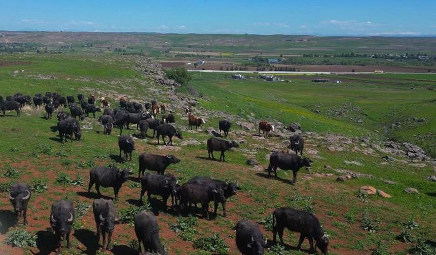 Devlet destekleriyle Diyarbakır'da manda sayısı 21 bin 500'e ulaştı