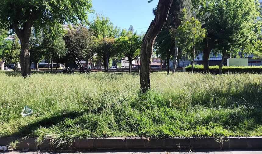 Vatandaş oturacak yer bulamıyor: Koşuyolu Parkı'nda otlar uzadı