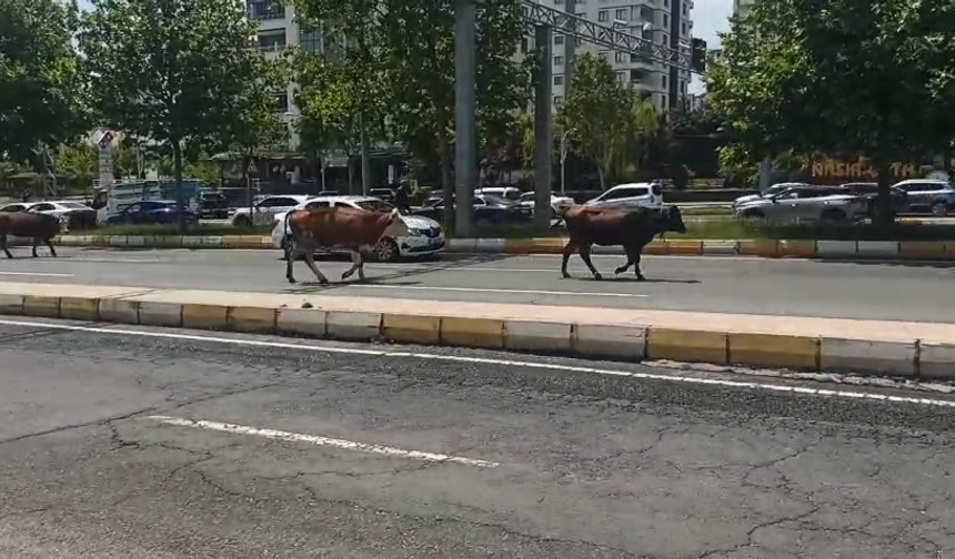 "Burası Hindistan mı, Diyarbakır mı?" dedirten görüntü