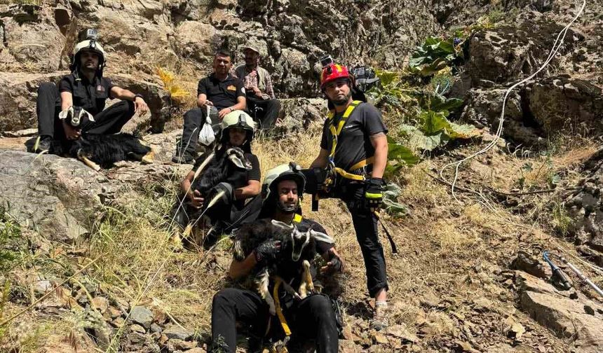 Kayalık alanda mahsur kalan oğlaklar kurtarıldı