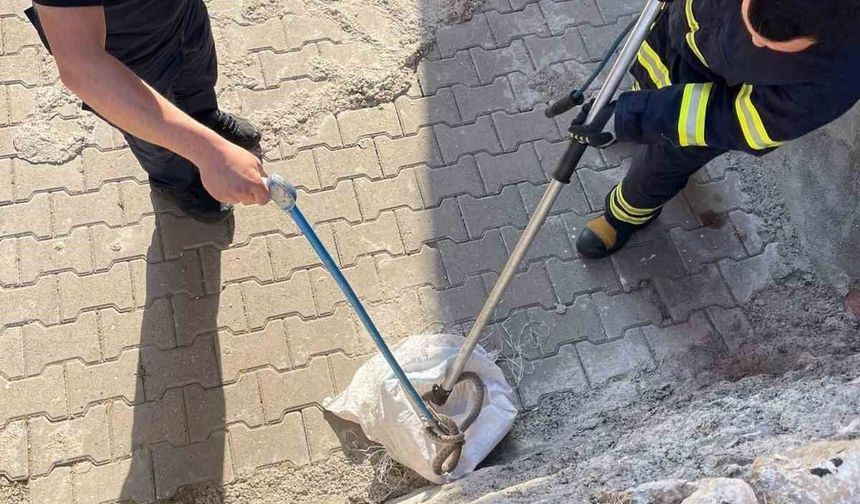 Siirt'te 1,5 metrelik yılan evin bahçesinden çıktı