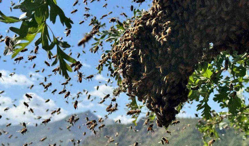 Şırnak'ta bal arılarının oğul verme dönemi başladı
