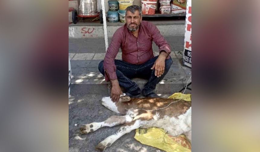Kamyonetten düşen buzağı bulunup sahibine teslim edildi