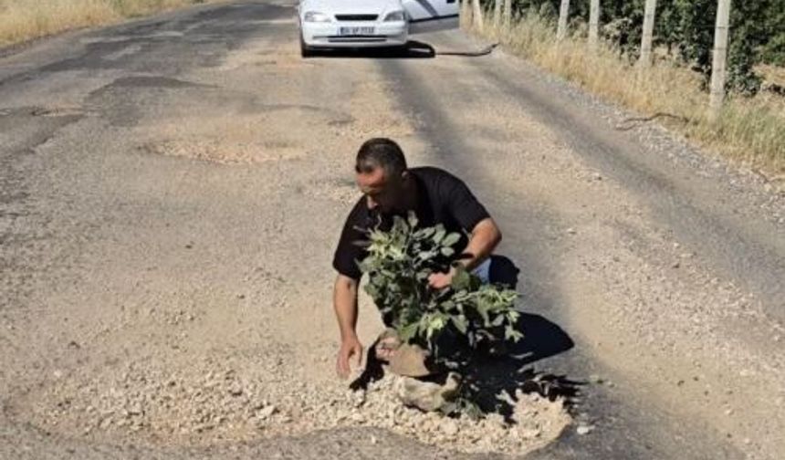 Diyarbakır'da çukur dolu yola "ağaçlı protesto"