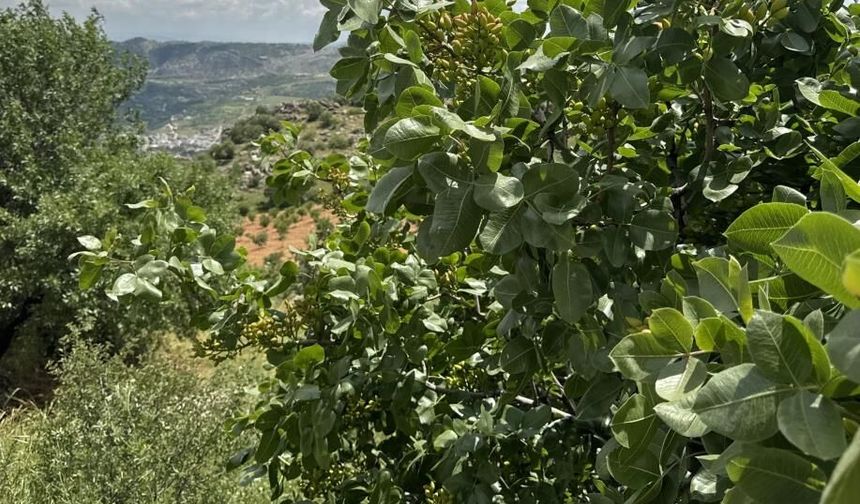 Diyarbakır'da fıstık üretimi artıyor: Hedef bin ton rekolte