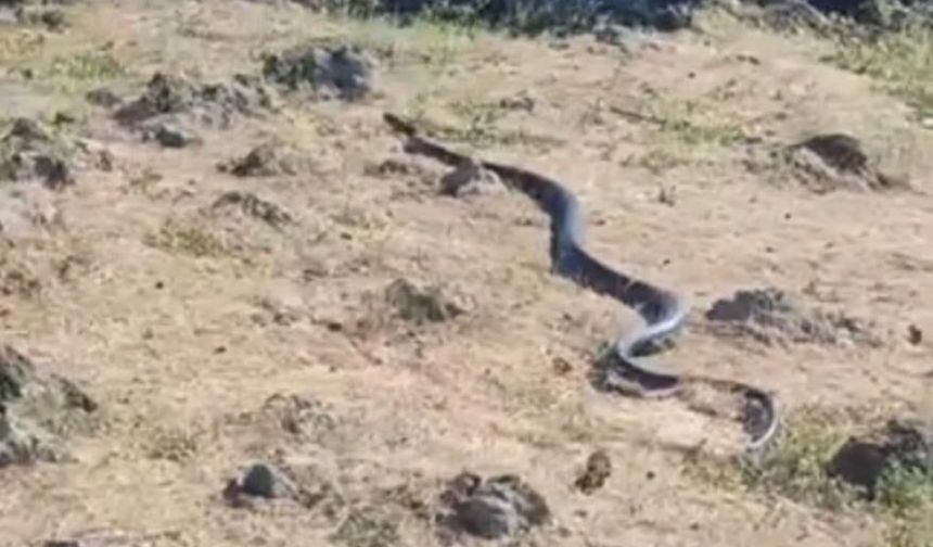 Diyarbakır'da yaklaşık 3 metre uzunluğunda yılan görüntülendi