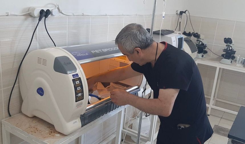 Dicle Üniversitesi Hayvan Hastanesinde teşhis ve tedavide yeni dönem