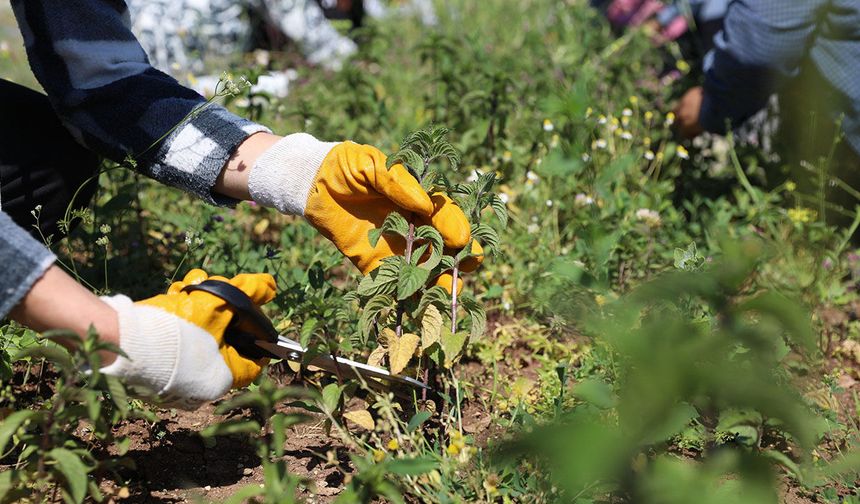 Diyarbakır'da Tıbbi ve Aromatik Bitkilerde ilk hasat gerçekleştirildi