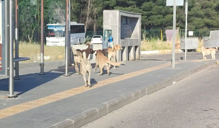 Dicle Üniversitesi Hastanesi önünde tedirgin eden görüntüler