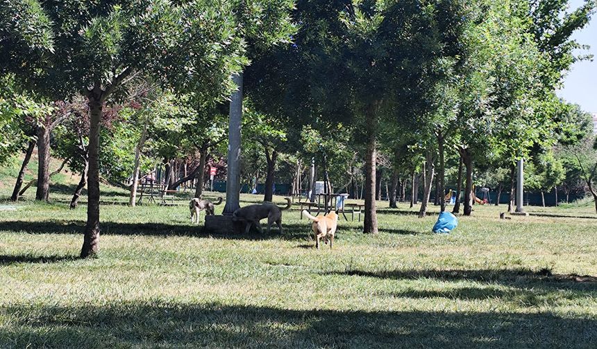 Diyarbakır'da ailelerin uğrak noktasında başıboş köpekler