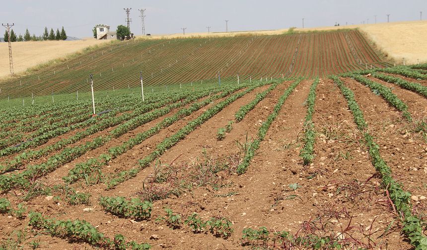 Yüksek faturalar çiftçiyi üretimden uzaklaştırıyor