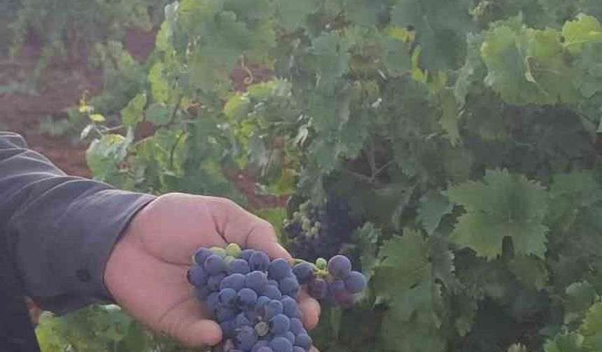 Diyarbakır'da yılın ilk üzüm hasadı yapılıyor