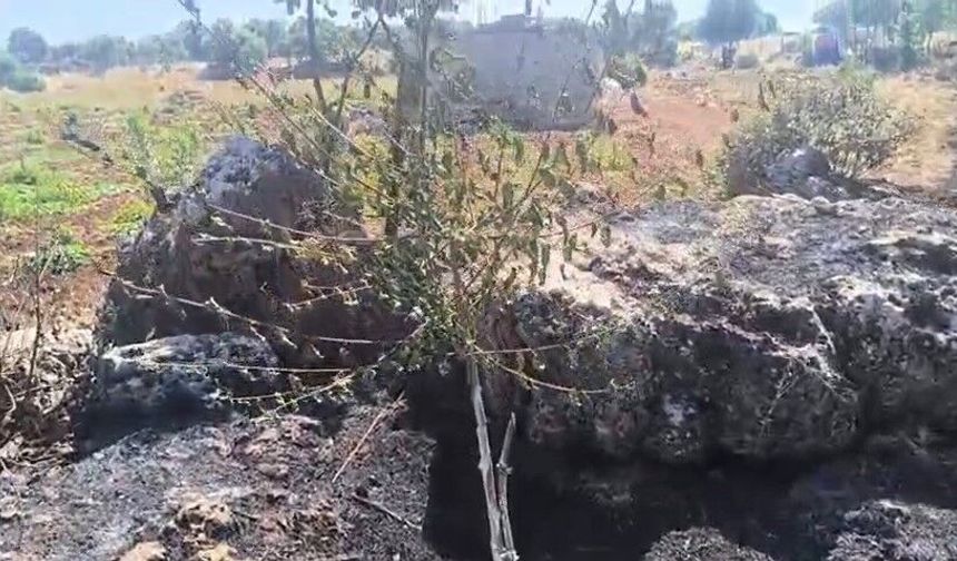 Diyarbakır'da otluk alanda yangın: Çok sayıda ağaç zarar gördü