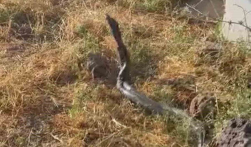 Diyarbakır'da yaklaşık üç metre uzunluğundaki yılanlar görüntülendi
