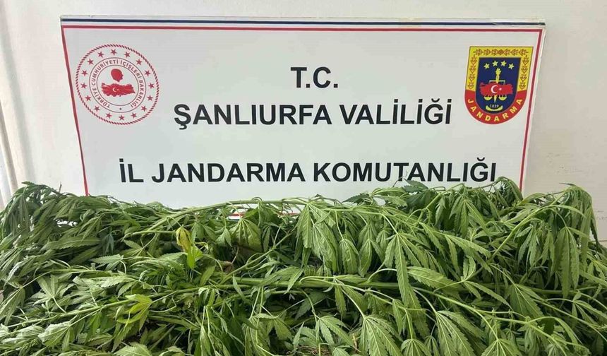 Şanlıurfa'da 35 kök kenevir ele geçirildi: Bir gözaltı